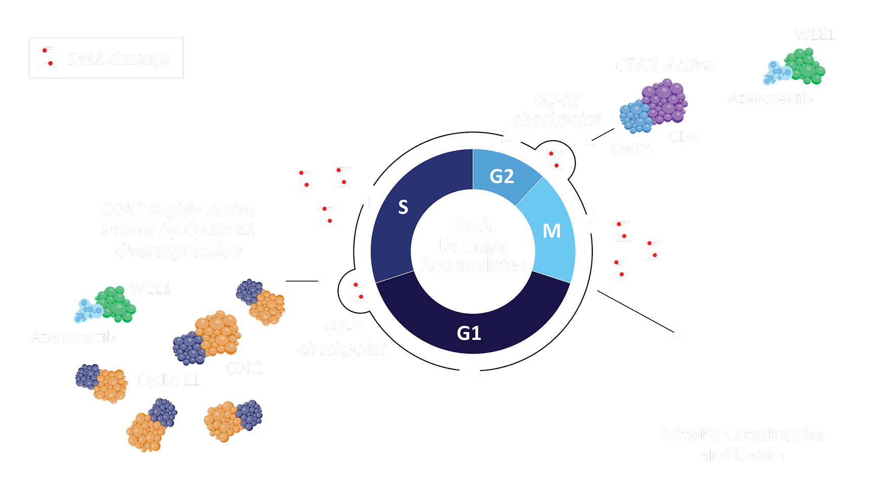 Mechanism of Action Diagram